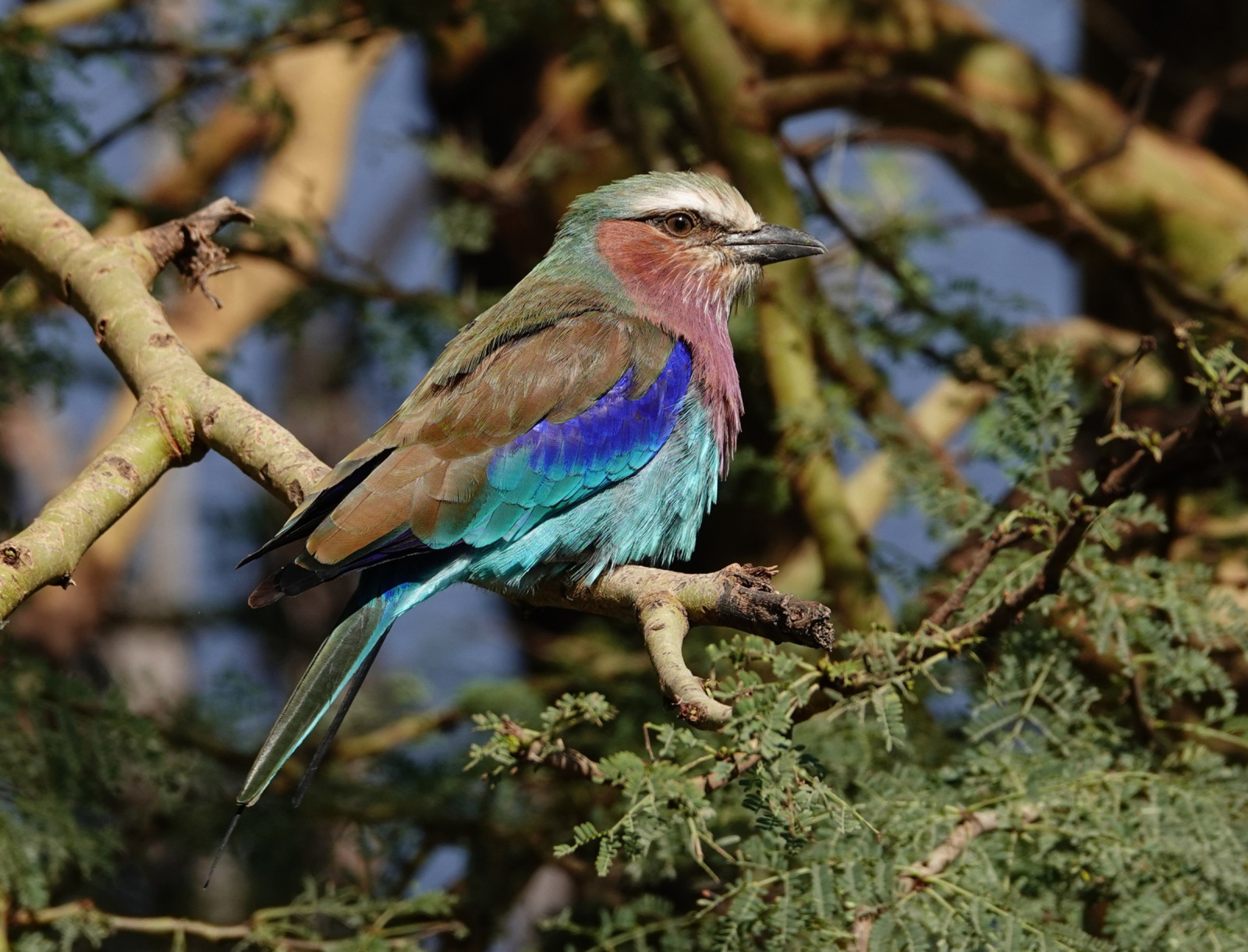image Lilac-breasted Roller